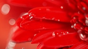 Super slow motion of falling drops of water on red gerbera blossom. Filmed on high speed cinema camera Phantom VEO 4k, 1000 fps. Macro shot. - Powered by Shutterstock - Get 15% off with code: PIKWIZARD15
