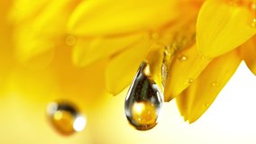 Super slow motion of falling drops of water on yellow gerbera blossom. Filmed on high speed cinema camera Phantom VEO 4k, 1000 fps. Macro shot. - Powered by Shutterstock - Get 15% off with code: PIKWIZARD15