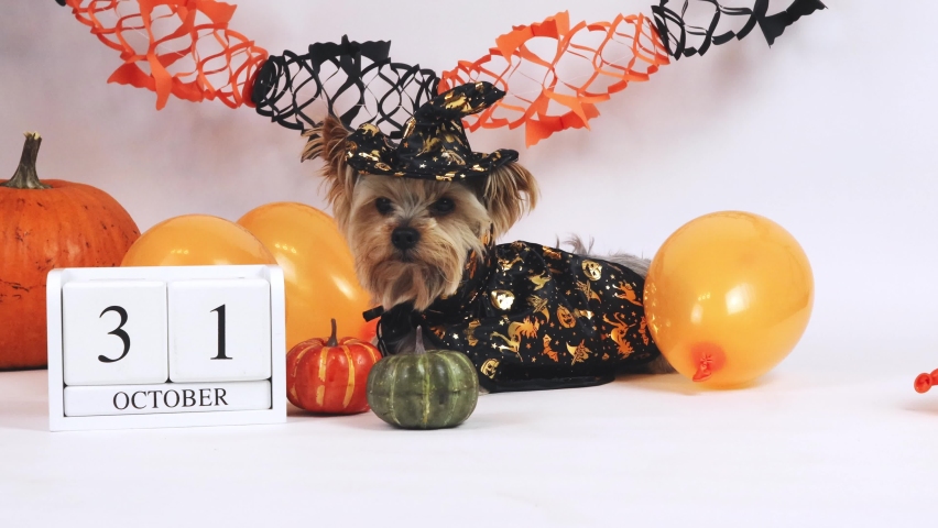 Yorkshire terrier Dog dressed as a witch, wooden calendar October 31, pumpkins. The concept of a holiday, advertising, action, congratulations, invitation, copy space, stock. High quality 4k footage Royalty-Free Stock Footage #1095884701