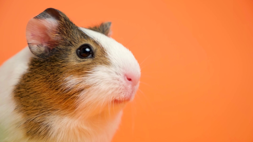A funny little guinea pig moves its head and nose looking around.