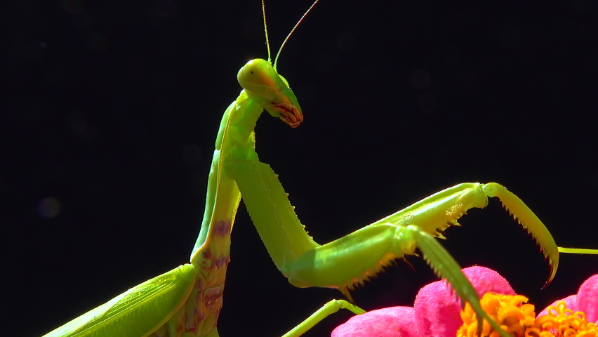 Green predator European mantis (Mantis religiosa). The predator hunts insects, looks directly into the camera, close-up 