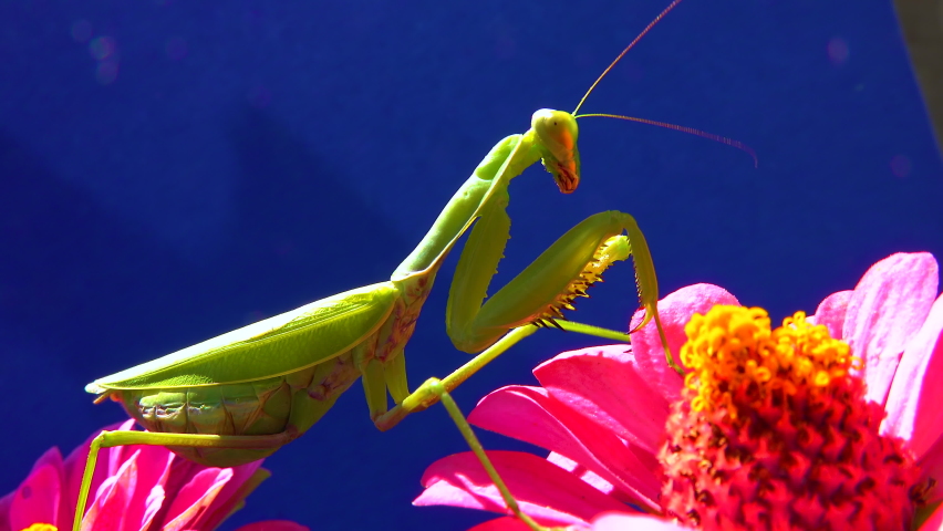 The European mantis (Mantis religiosa). The predator hunts insects, looks directly into the camera, close-up 
