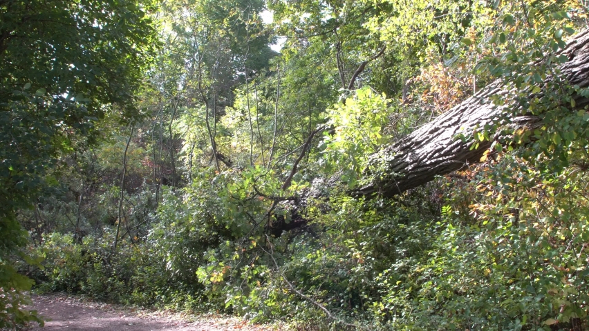 Broken and fallen large part of a centuries-old oak tree