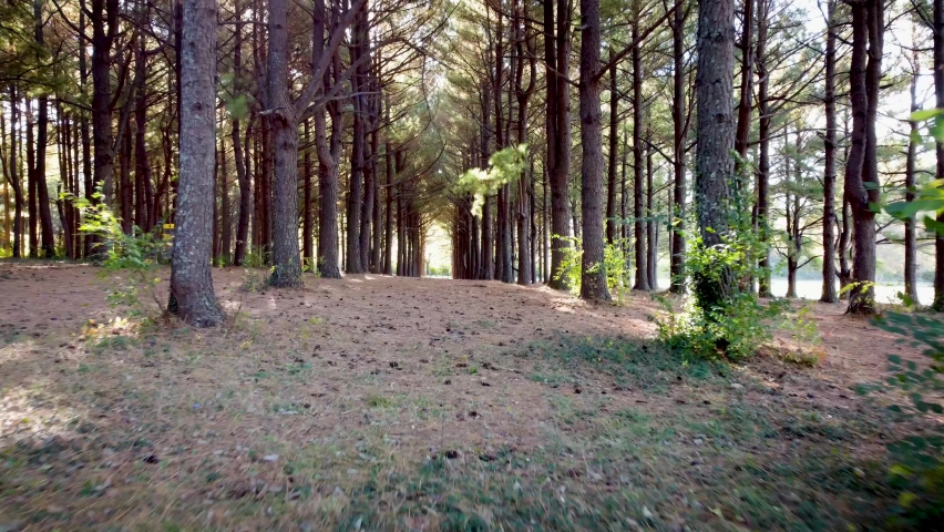 Moving between lined pine trees in small artificial forest in Jacobson Park in Lexington, Kentucky. The sun is picking between leaves on the camera lens.