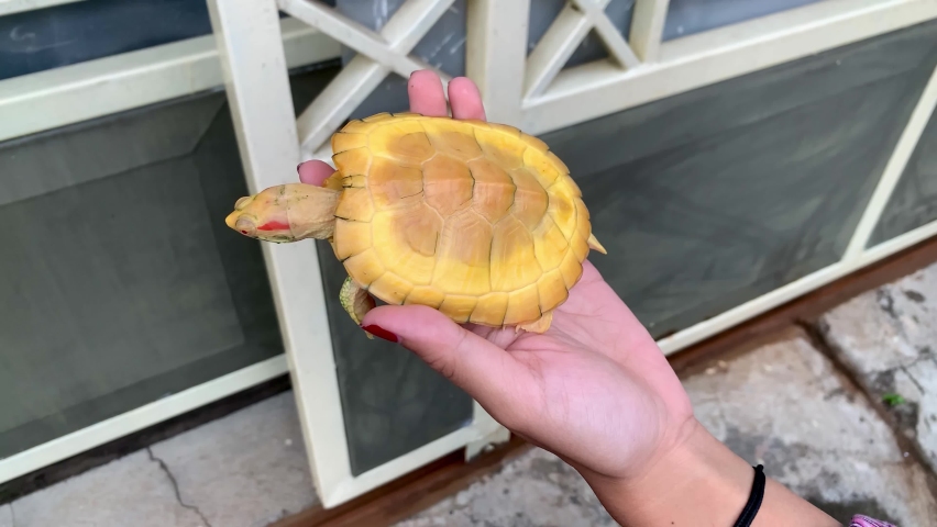 Albino Red Eared Slider Brazilian Turtle (Trachemys scripta elegans)