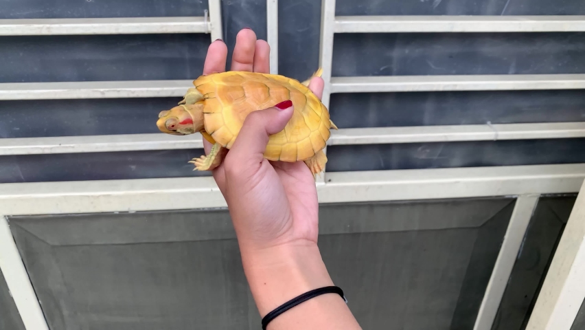Albino Red Eared Slider Brazilian Turtle (Trachemys scripta elegans)