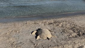 Sea turtle created with sand on seashore. Vacation and summer concept