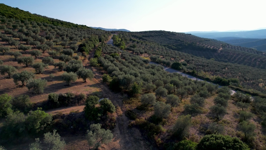 Aerial drone view of olive trees for the production of olive oil near Halkidiki, Greece. Olive tree field seen from above with a road. Royalty-Free Stock Footage #1095902217