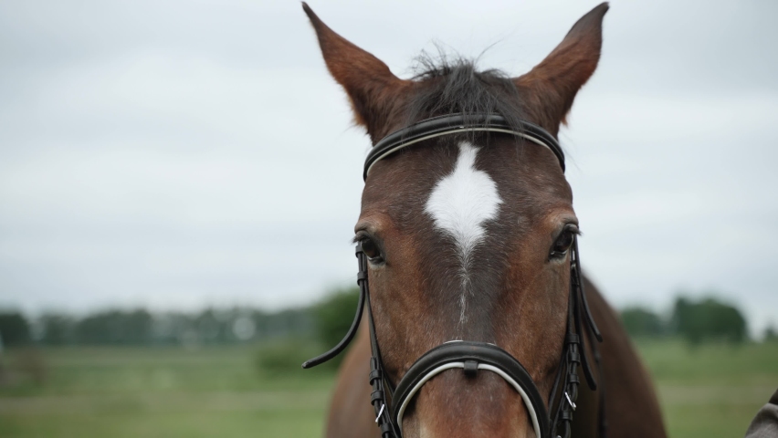 White spot on the brown hair of muzzle horse in bridle, close-up. Farm animal stands on a green pasture, looks and moves its ears. The wind shakes the hair of the mare mane.