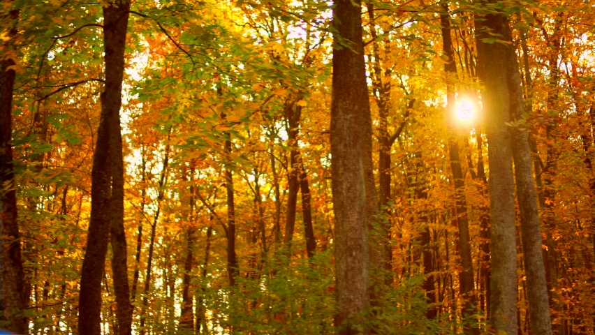 drive past the autumn forest. A road past sunlit trees in late afternoon. showing fall colours. Passenger POV view from the car window. sun shines through the tree. Orange yellow golden forest leaves Royalty-Free Stock Footage #1095912287
