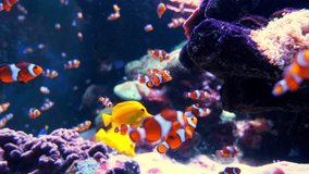 Pair of swimming clownfish in the anemone, colorful healthy coral reef. Couple of Anemonefish underwater. Underwater video from scuba diving on reef. Marine life. Nemo, tropical fish and corals.
