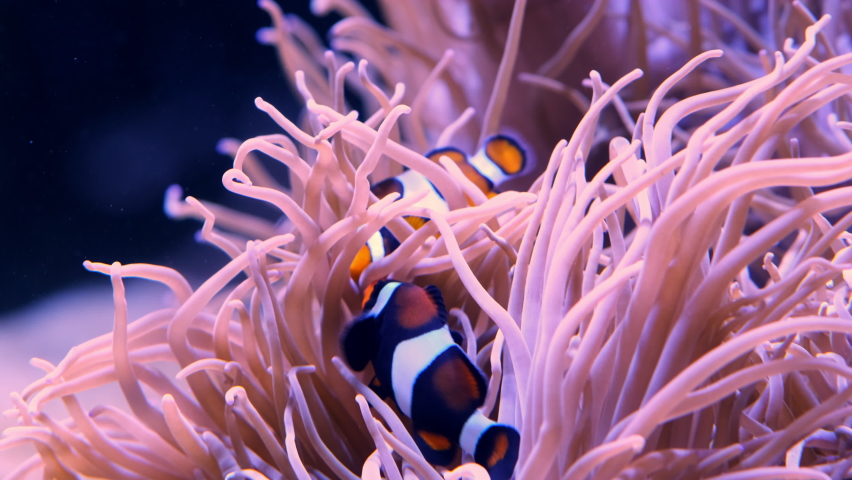 Pair of swimming clownfish in the anemone, colorful healthy coral reef. Couple of Anemonefish underwater. Underwater video from scuba diving on reef. Marine life. Nemo, tropical fish and corals.
 | Shutterstock HD Video #1095914659