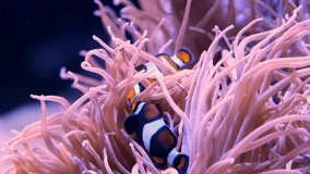 Pair of swimming clownfish in the anemone, colorful healthy coral reef. Couple of Anemonefish underwater. Underwater video from scuba diving on reef. Marine life. Nemo, tropical fish and corals.
