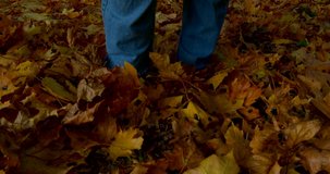 The legs of a woman in jeans walk along the autumn bright leaves.