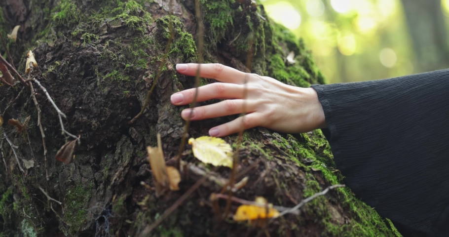 Woman Touching and Stroking Bark of Tree with camera following Royalty-Free Stock Footage #1095916061
