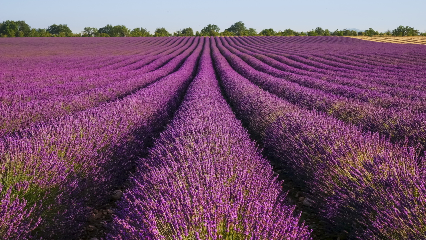 4k Timelapse of wind Moving Laverder field harvest. Moving clouds, cars and flying bees - amazing rural Nature ladscape backgrounds from Provence, France