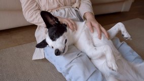 Adorable black and white dog lying on owner woman laps belly up on back and enjoying closeness petting with woman hand. Closing closes eyes in pleasure. Slow life moments video footage