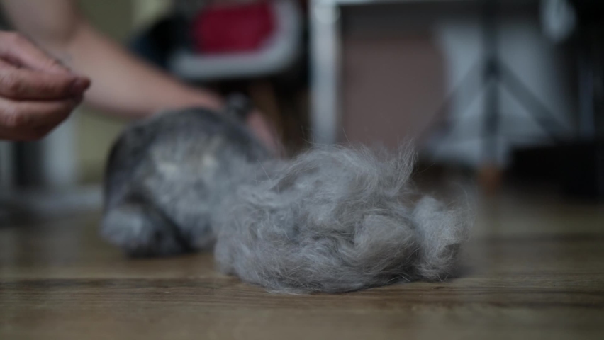 Home grooming. Man using a brush combs the fur of a decorative rabbit and clean the tool. Molting season for pets. Royalty-Free Stock Footage #1095920933