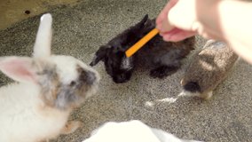 Funny video of feeding cute little rabbits on farm or animal cafe. Countryside farm with domestic animals. with Woman feeding rabbits, close up. POV shot. User generated content