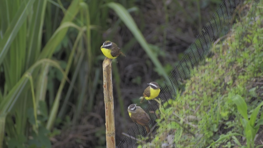 three yellow white crowned birds on a stick and fence colombia slow sparrow