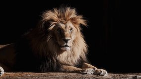Portrait of a Beautiful lion, lion in dark. An adult lion resting in the sunlight. A lion at rest. 4K Slow motion video