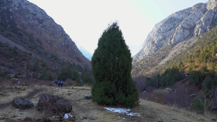 Landscape of mountain with lonely spruce