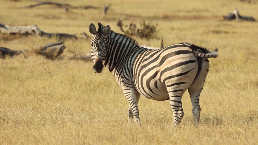 Side lite clip of a fat zebra looking at the camera and walking away in Khwai, Botswana. Royalty-Free Stock Footage #1095948795