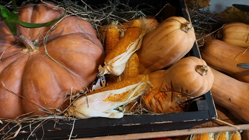a large, ripe, orange pumpkin and elongated pumpkins lie in a box in hay