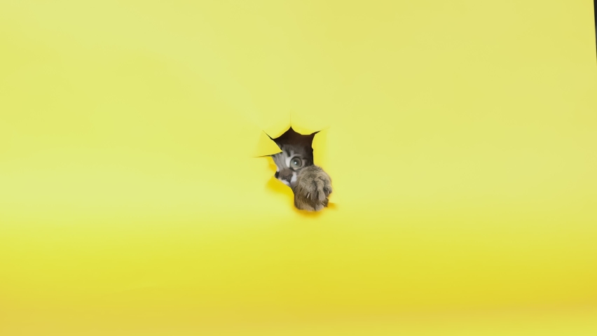 Funny kitten looks through ripped hole in yellow paper. Naughty pets and mischievous domestic animals. Copy space. yellow background. Pet peeps through torn paper background Royalty-Free Stock Footage #1095953847