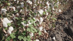 a branch of high-quality cotton, ready for harvest, against a blue sky, 4k video. Cotton plantation.