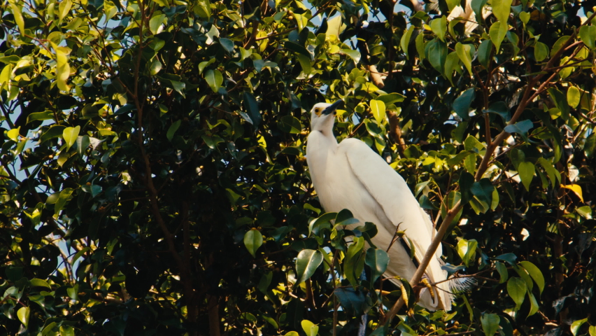 
Great egrets are sitting in the trees by a lake in tropical Mexico