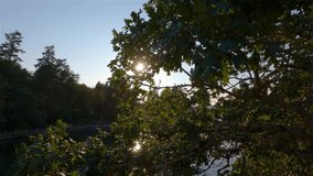 River in the City Park with green trees during sunny summer sunset. Gorge Waters in Victoria, Vancouver Island, British Columbia, Canada. Slow Motion Cinematic Video