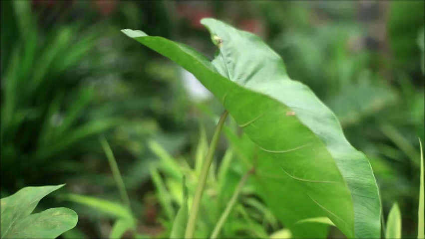Water drops on taro leaves in the garden during the day