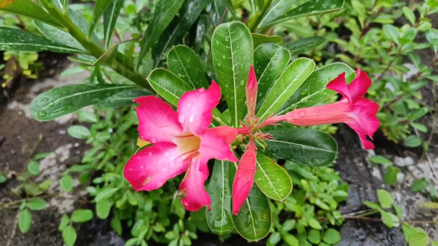 red Adenium flower texture splashed with water