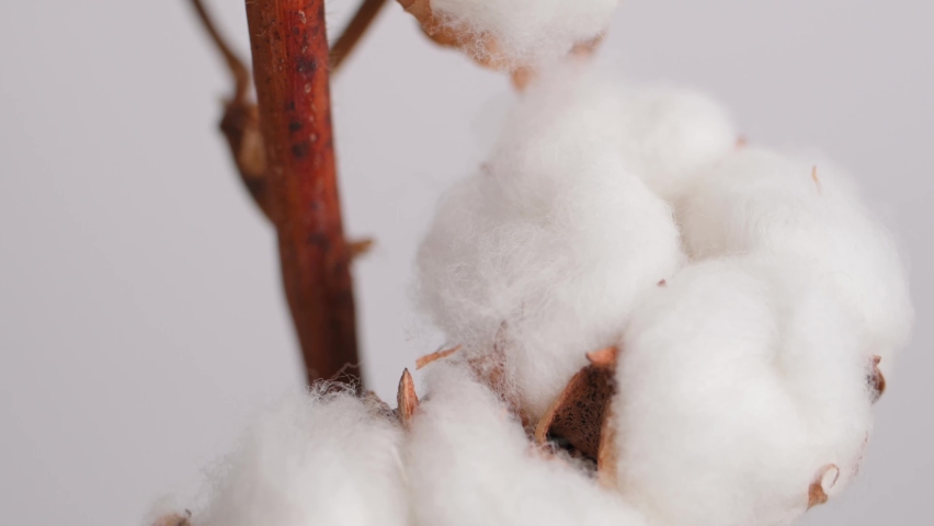 Natural cotton branch with white fluffy flowers rotate on white background close-up. Organic material for the production of fabrics, cotton products, cosmetics. Decorative cotton flower