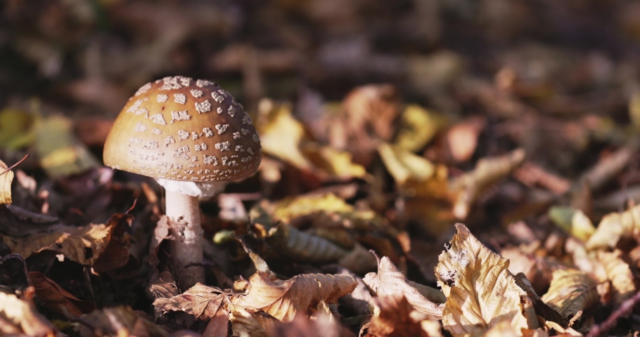 Amanita pantherina, also known as the panther cap | Shutterstock HD Video #1095994445