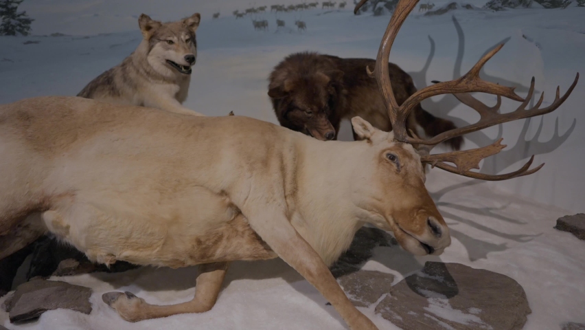 This panning taxidermy video shows a wolf pack hunting an elk in the snow.