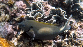 Underwater video of gold spotted rabbitfish or Siganus punctatus in coral reef of Thailand. Snorkeling or dive activities. Underwater reef. Sea and ocean deep wildlife. Undersea nature