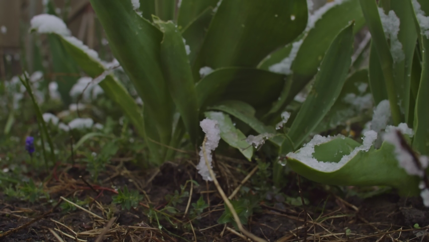 Beautiful red roses in frozen. The process of freezing the red rose, the crystallization of the fall in the flower in frosty weather. 4K