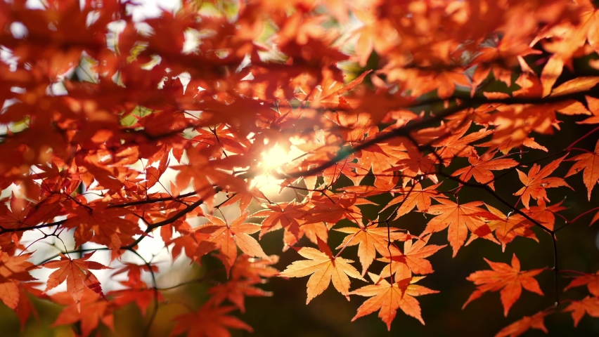 red autumn leaves with sun shining through, close up of Japanese maple tree in autumn in slow motion, fall colours in forest in Japan. High quality 4k footage Royalty-Free Stock Footage #1096007495