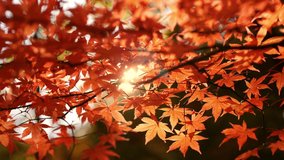 red autumn leaves with sun shining through, close up of Japanese maple tree in autumn in slow motion, fall colours in forest in Japan. High quality 4k footage