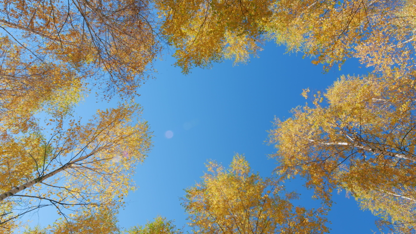 Autumn forest treetops background. eautiful nature autumn landscape. Golden leaves against bright blue sky. Low angle view.