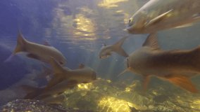 underwater video, fish swim in a tropical river. Asian carp swimming in a waterfall