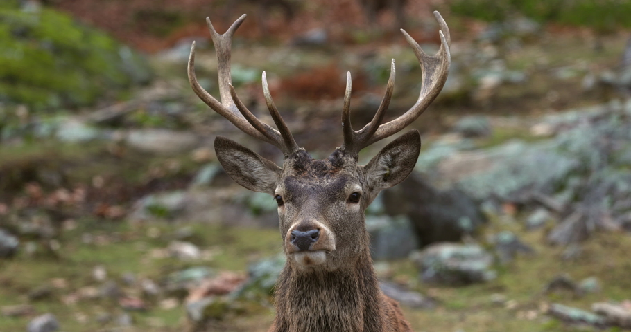 Stag deer looks towards camera on beautiful autumn day - close up on head and antlers