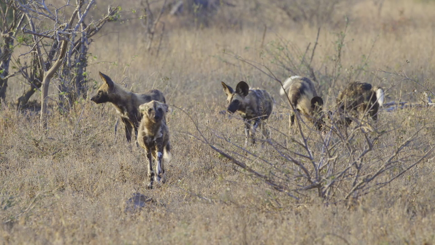 African wild dog (Lycaon pictus) or painted dog pack, one walking towards camera