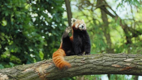 Red Panda Sitting on Tree Trunk Scratching Head Behind Ear with Paw in slow motion Stockvideó