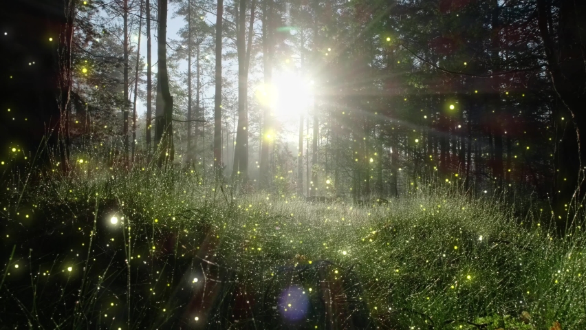 Fairy tale magical morning forest with glowing fireflies. Magical particles swirl among the fantastically enchanted trees. Mystical woods. High quality 4k footage Royalty-Free Stock Footage #1096023391