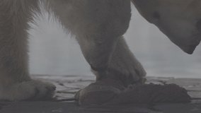 Beautiful Portrait footage of female Polar bear and her cub in nature landscape. Polar bear eat raw meat on a rock beach near cold water. 4K Slow motion video, ProRes 422, ungraded C-LOG 10 bit