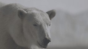 Beautiful Portrait footage of Polar bear in nature landscape. Polar bear eat raw meat on a rock beach near cold water. 4K Slow motion video, ProRes 422, ungraded C-LOG 10 bit