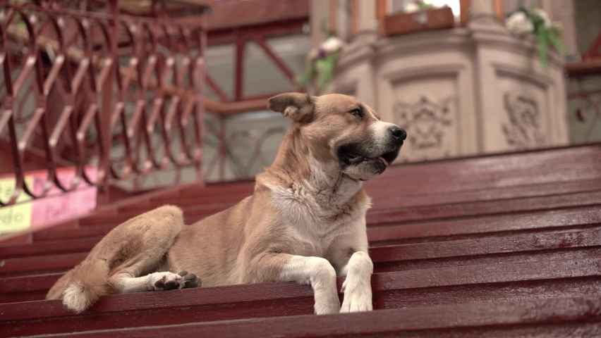 Dog sitting down on the stairs